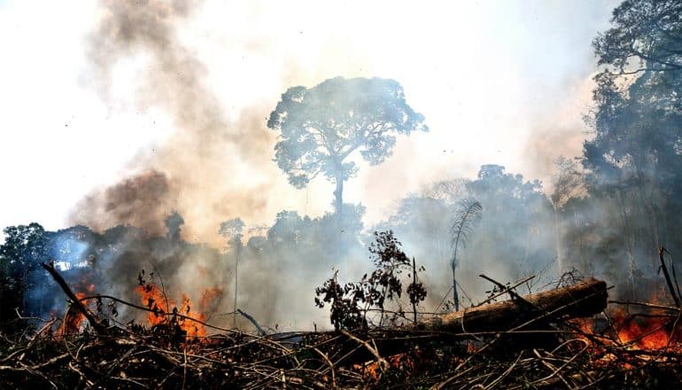 Fires in the Amazon, with smoke rising to the sky and a single tall tree standing behind the smoke