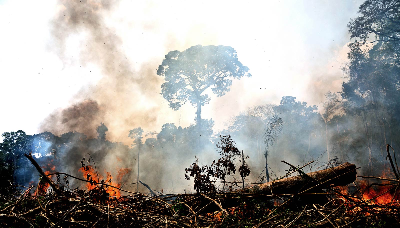 Great Facts What you need to know about the Amazon fires