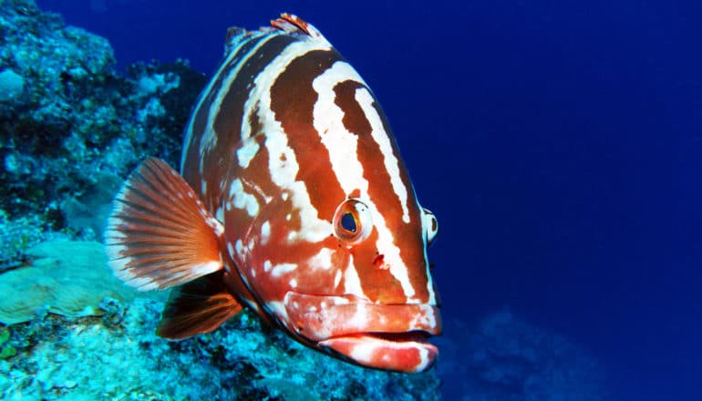 red and white striped fish