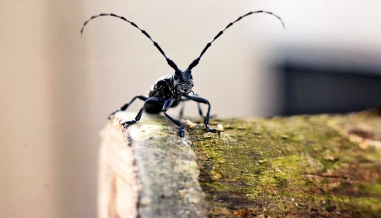 beetle with huge antennae on log