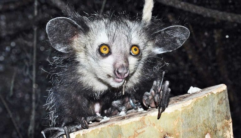 small animal with yellow eyes and large ears crouches on stump with long fingers showing