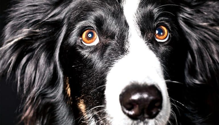 A dark-haired border collie looks upwards with orange-colored eyes