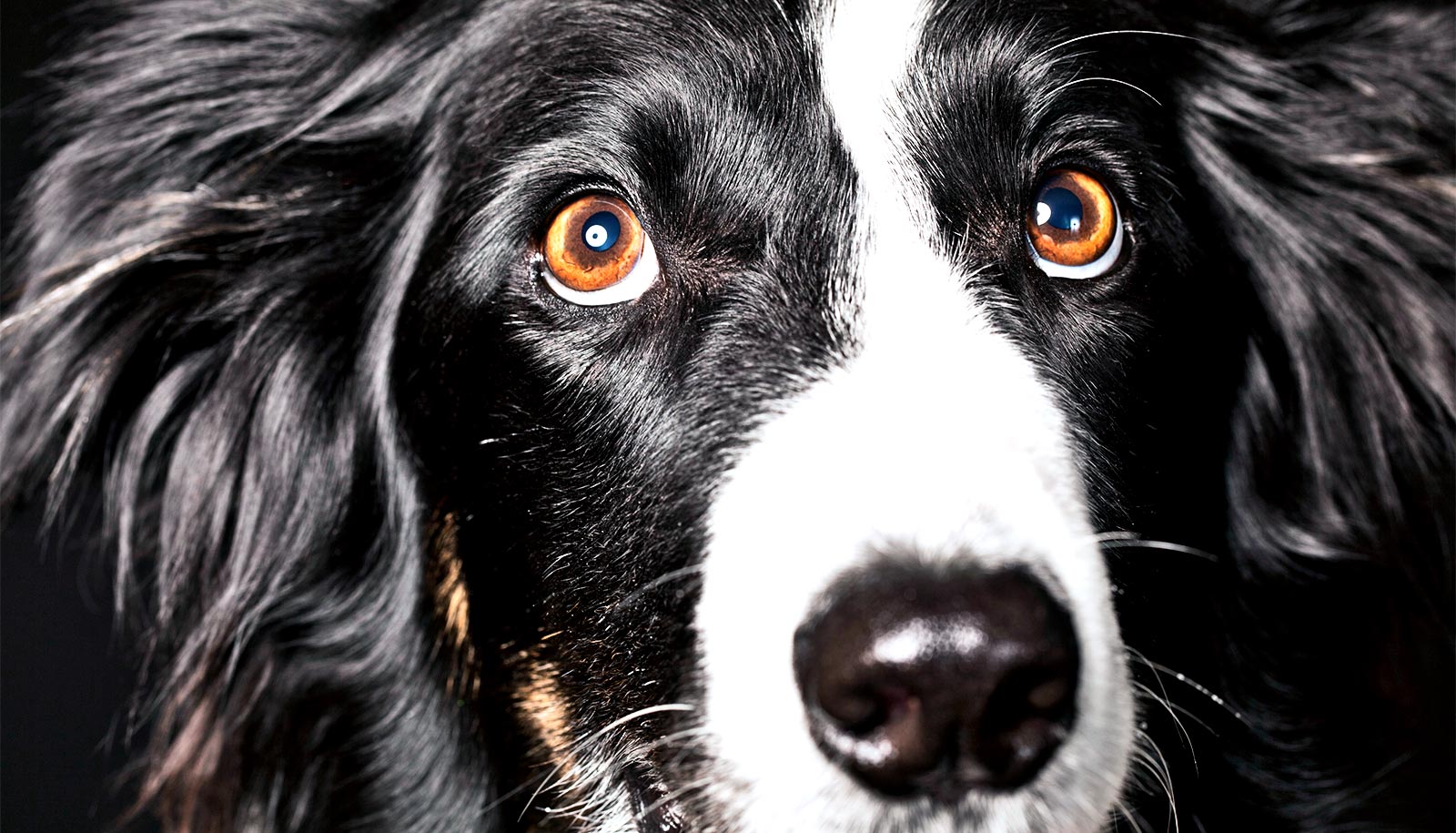 border collie guarding behavior