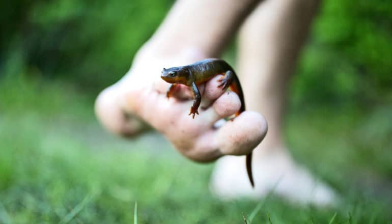 salamander on bare foot