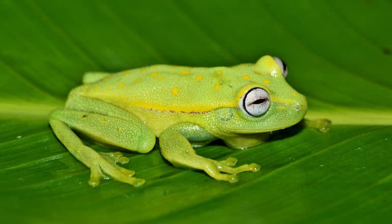 A bright green frog sits on a leaf