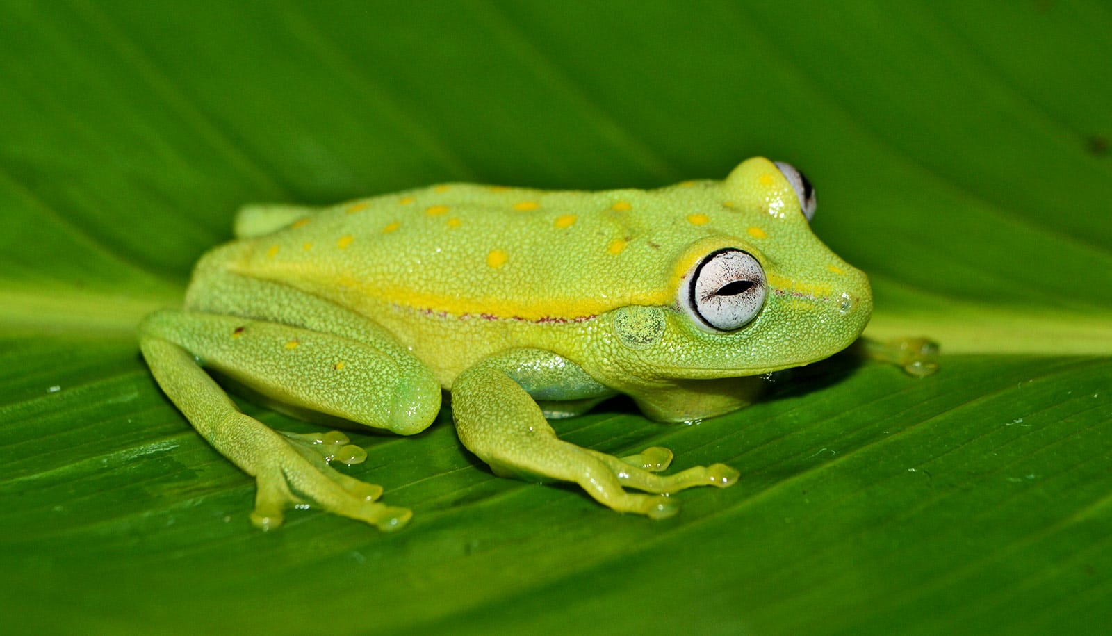 Team finds deadly fungus in Amazon frogs for the first time