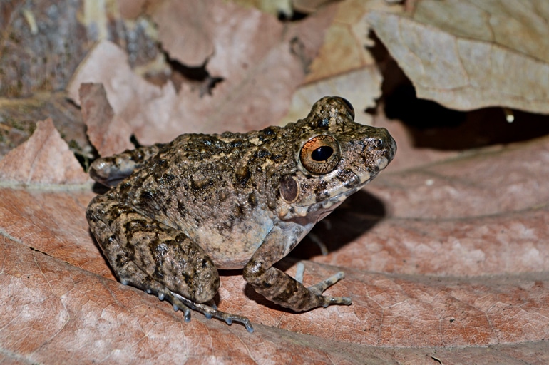 The speckled brown frog sits on a leaf