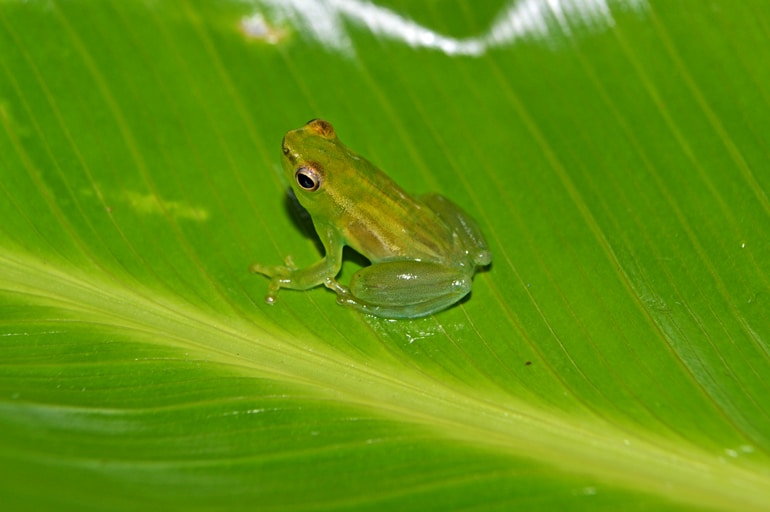 A small, bright green frog sits on a green leaf