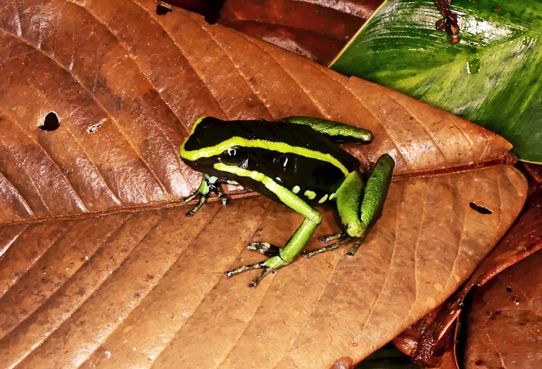 A black and green frog sits on an orange leaf