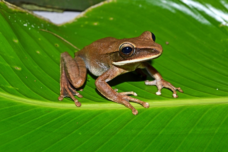 A brown frog sits on a green leaf