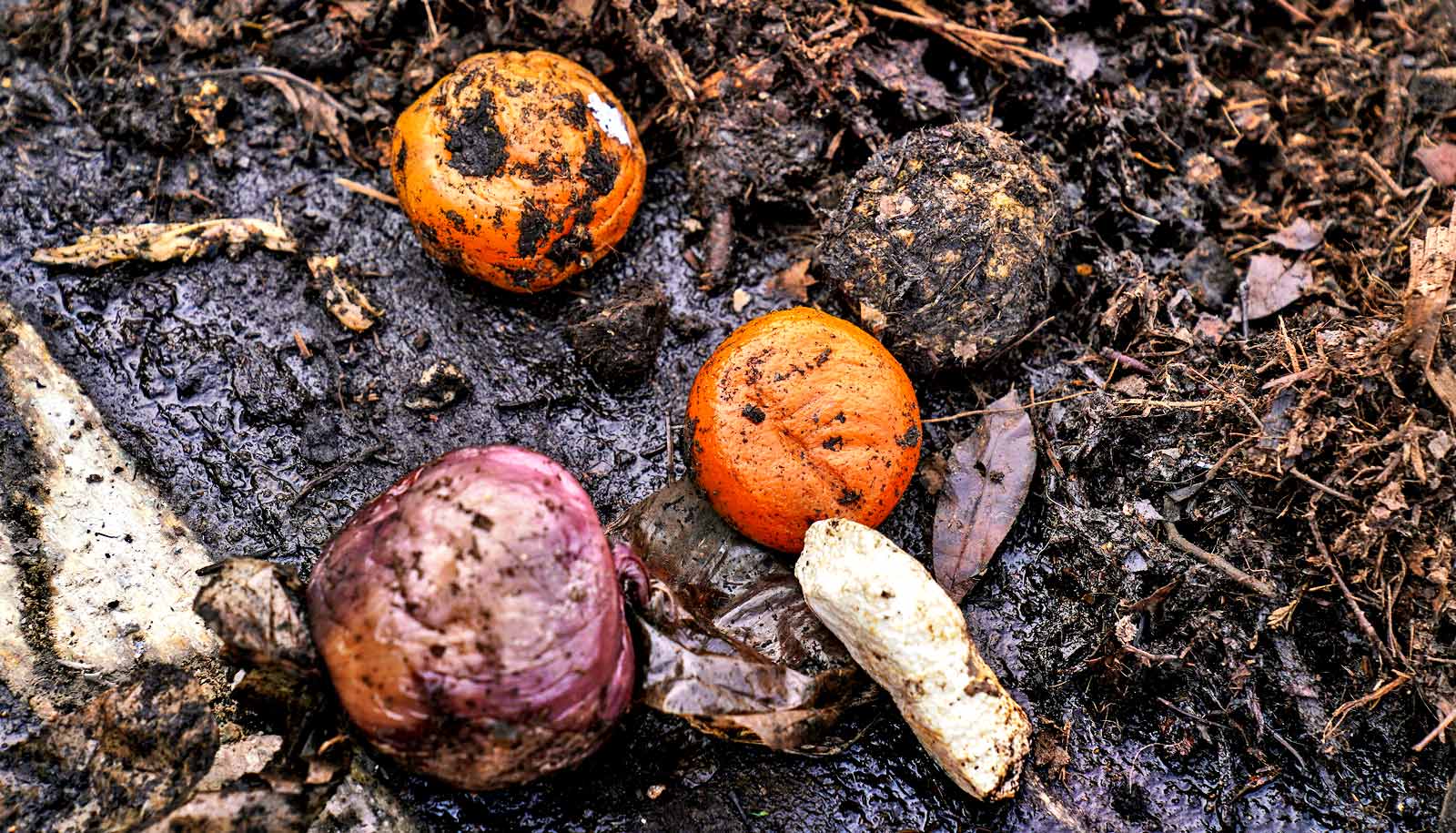 decomposing oranges and onion