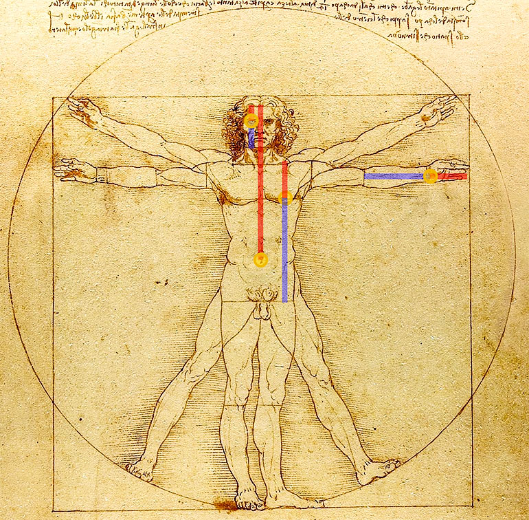 Lines overlaid on DaVinci's illustration show the golden ratio in the human face, hand, and torso