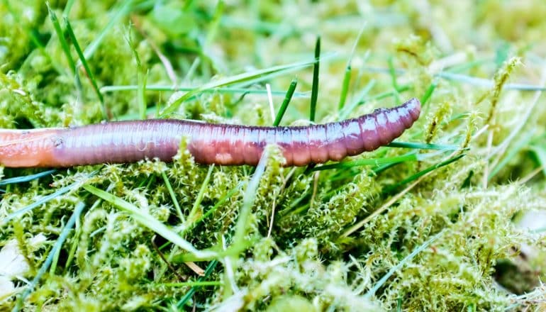 An earthworm moves over bright green grass