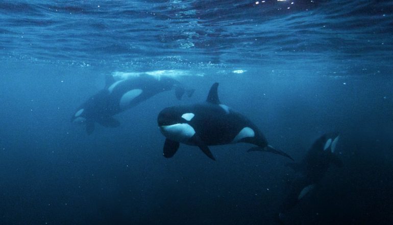 three orcas under water