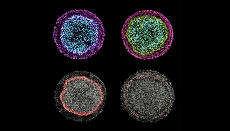 four circles with external rings in contrasting colors