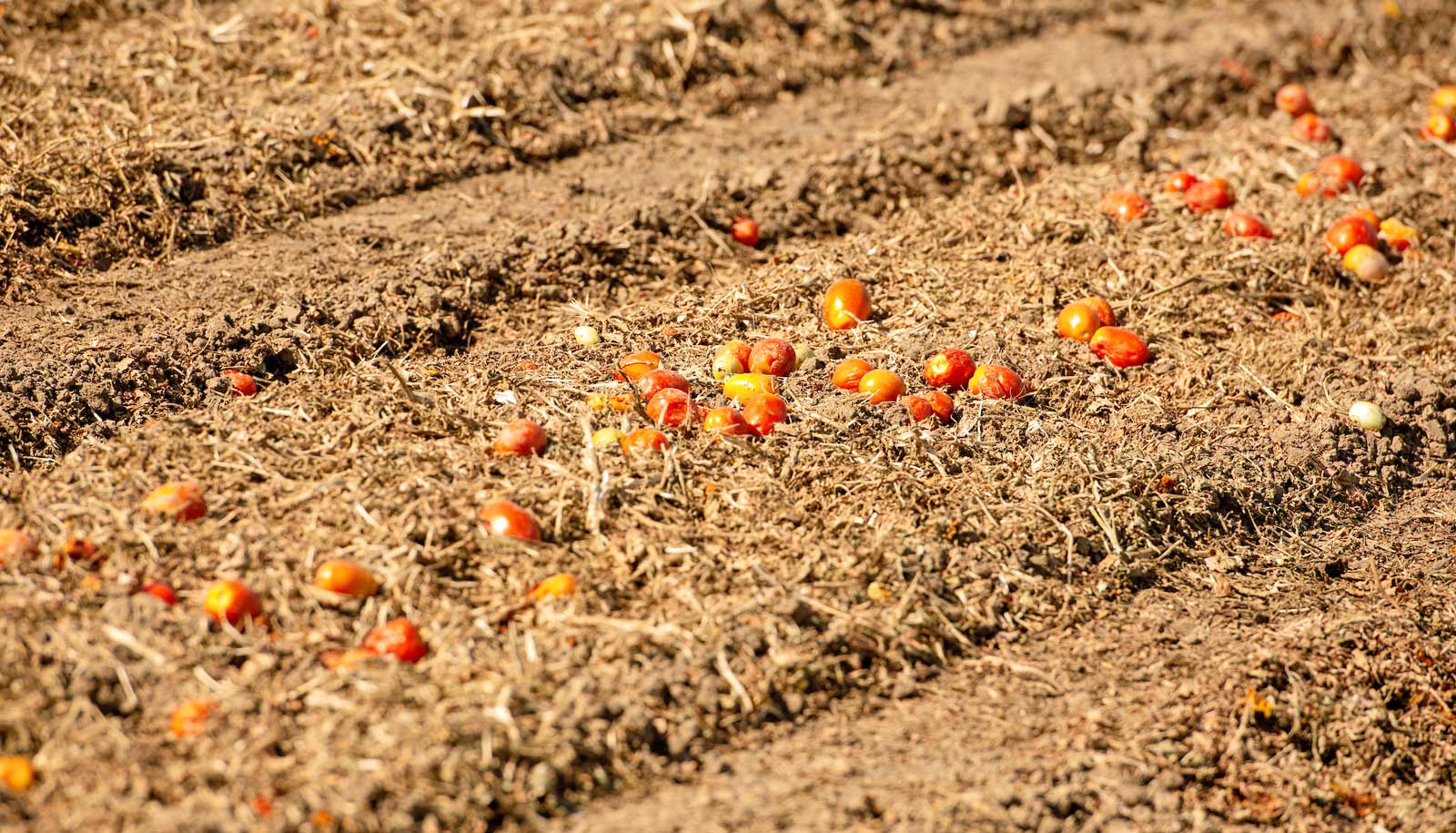 line of fallen tomatoes in empty field