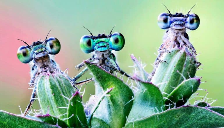 Three damselflies peer over a plant