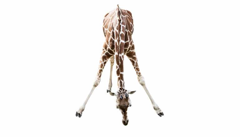 A giraffe with three legs bends down to eat on a white background