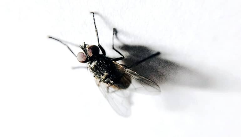 An insect lands upside down on a white ceiling