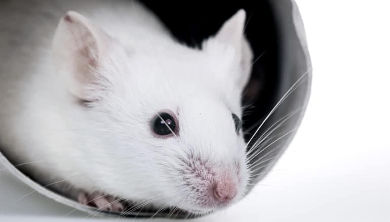 A white mouse hides inside a paper towel roll