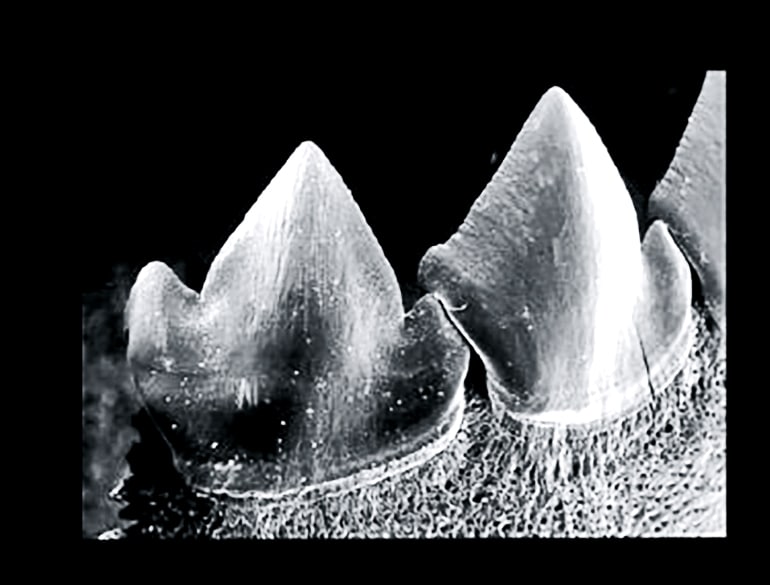 Interlocking piranha teeth show up in black and white