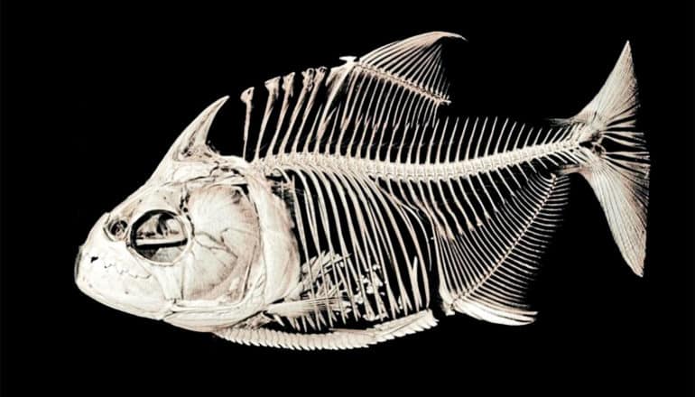 A piranha skeleton on a black background