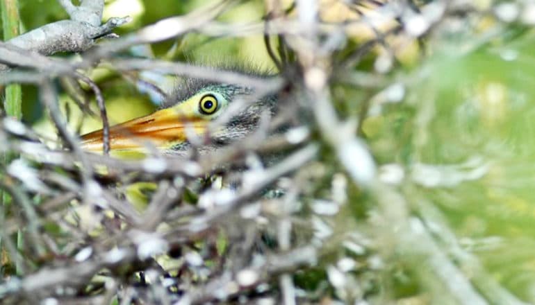 baby bird peeks from between branches