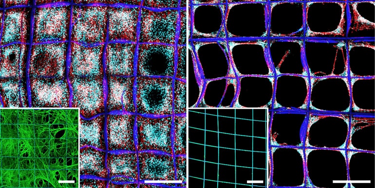 On the left, the scaffold is almost entirely filled in with cells whereas on the right, they haven't filled the compartments and remain on the fibers themselves
