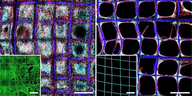 On the left, the scaffold is almost entirely filled in with cells whereas on the right, they haven't filled the compartments and remain on the fibers themselves 