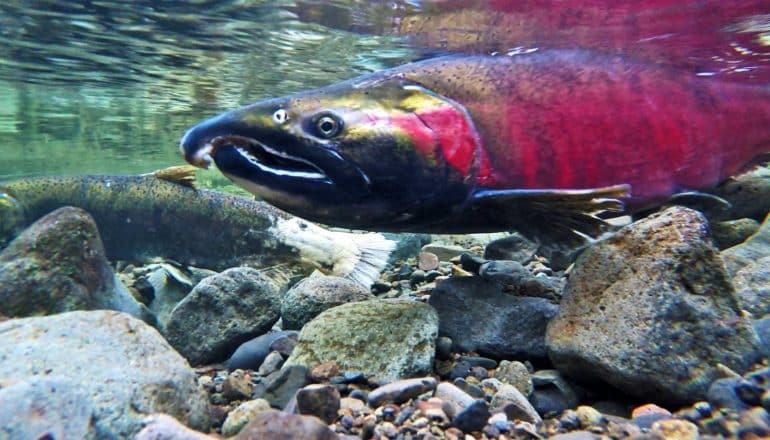 A salmon swims in a shallow river