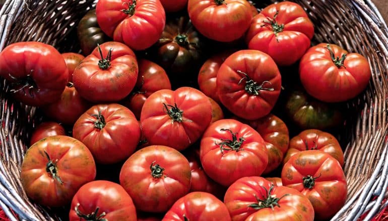 A bunch of tomatoes sit in a wicker basket