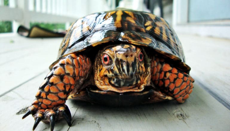 a box turtle walks on a white painted deck