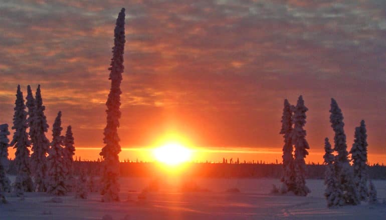 sunset behind trees on snowy ground