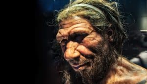 Neanderthal bust in museum