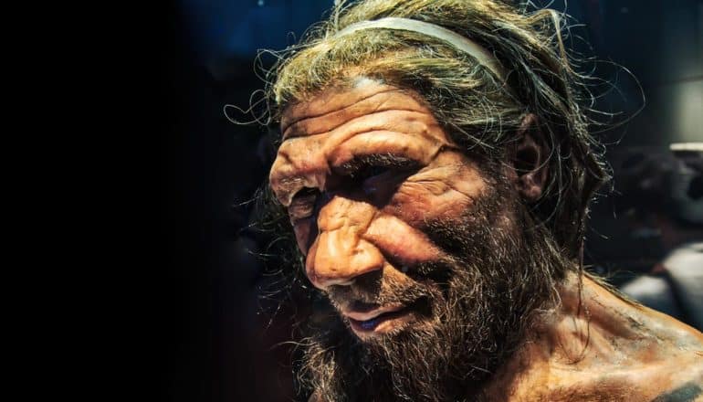 Neanderthal bust in museum