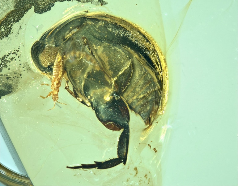 beetle in amber with hairy leg visible