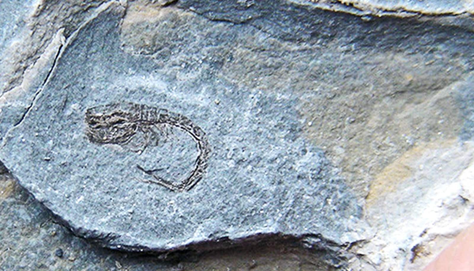 How mantis shrimp defend against punches as fast as bullets - Futurity