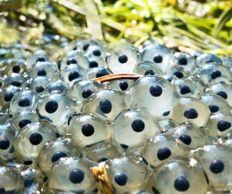 cytoplasm-frog-eggs_1600-480x400.jpg
