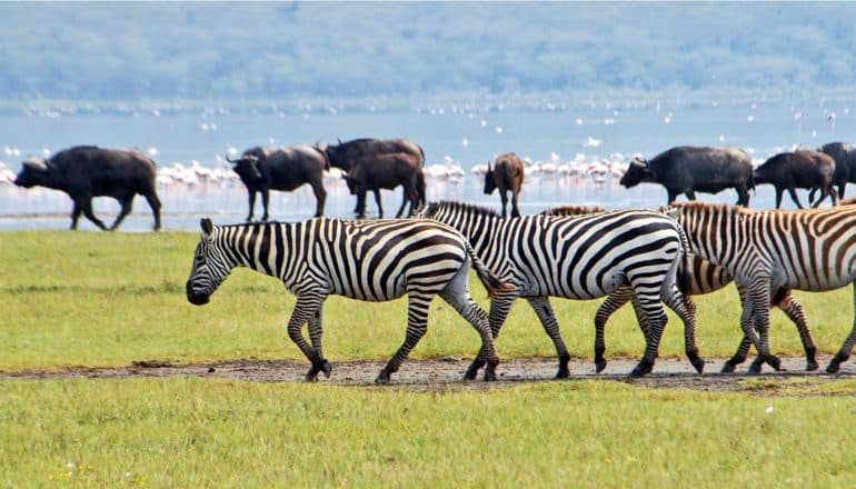 A line of zebras pass a group of wildebeest near some water filled with flamingoes