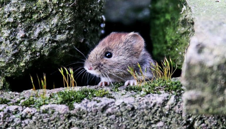 A vole peeks over a rock, holding onto its edge with its claws