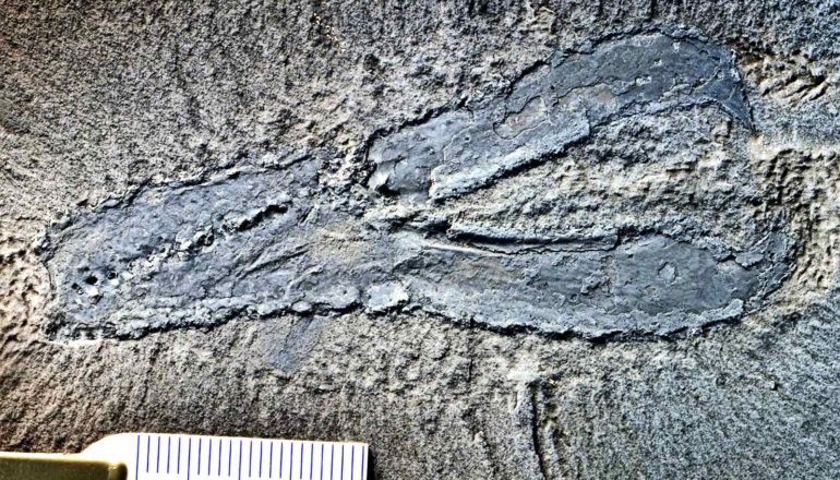 The shape of a lobster claw is clearly visible in the rock of the fossil, with a person holding a size comparison measurement that shows the claw is only a few centimeters long