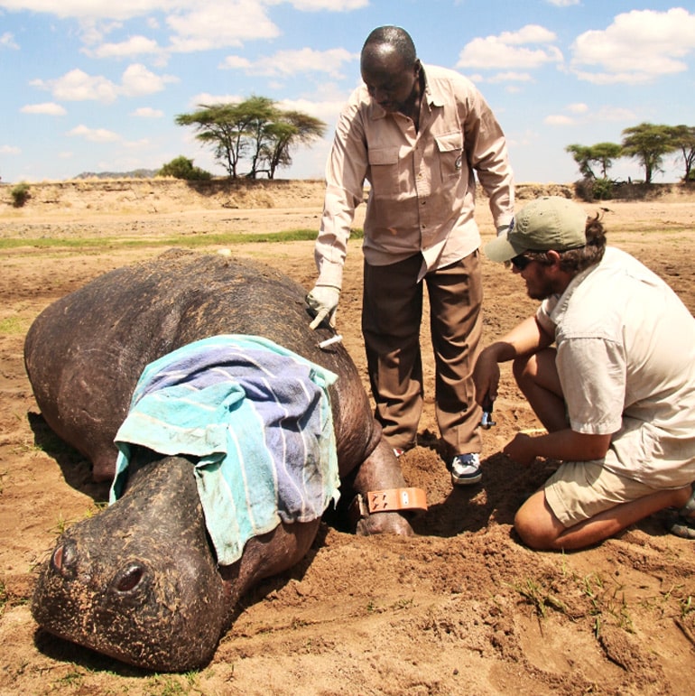 Two researchers stand over a hippo with a towel over its face as they collar its ankle