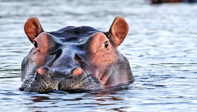 A hippo pokes its head out of the water