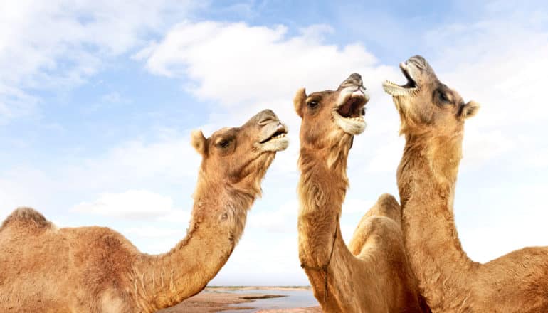 three camels appear to be laughing