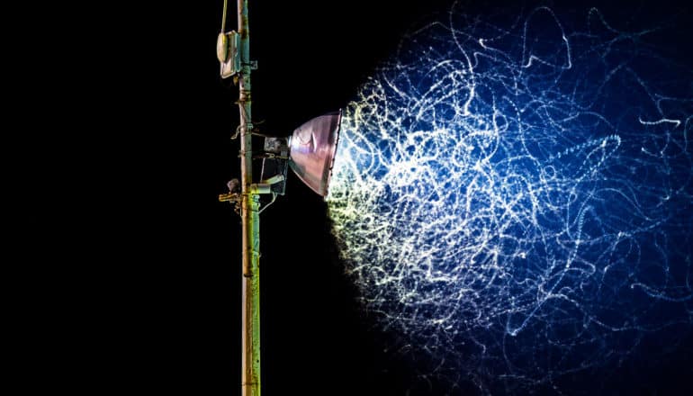motion lines of insects swarming in light from street lamp