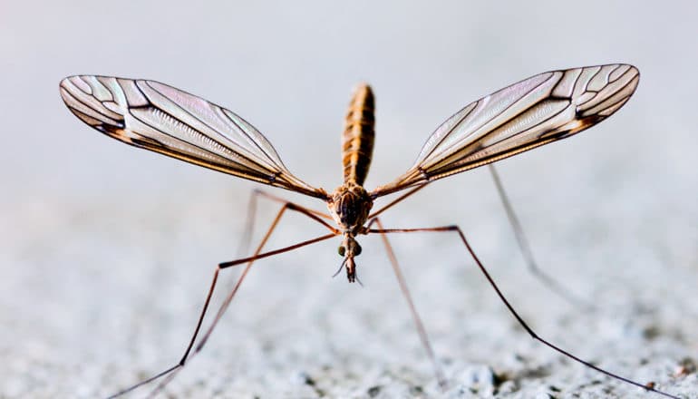 A mosquito spreads its wings while standing on gravel-like ground