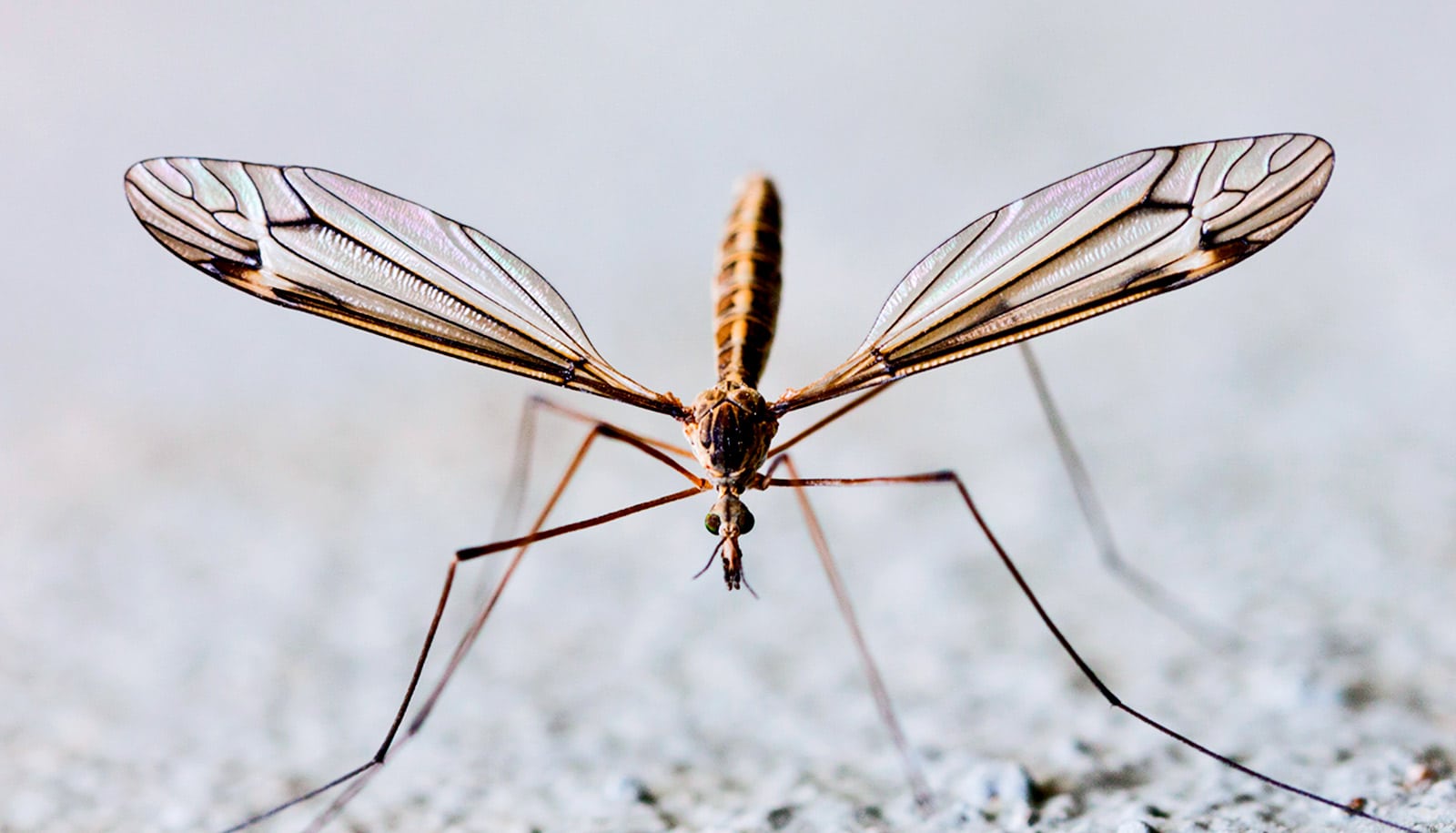 Mating sounds from mosquito wings could inspire quieter drones