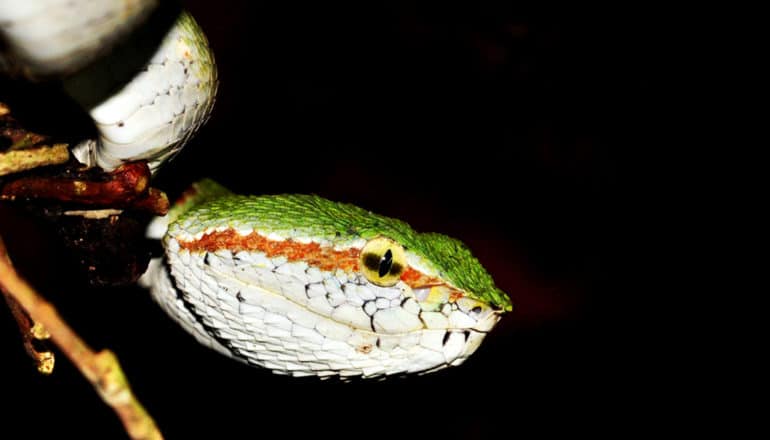 side of snake's head in darkness