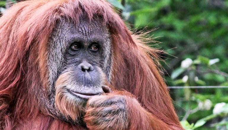 An orangutan looks off-camera while holding its hand near its mouth