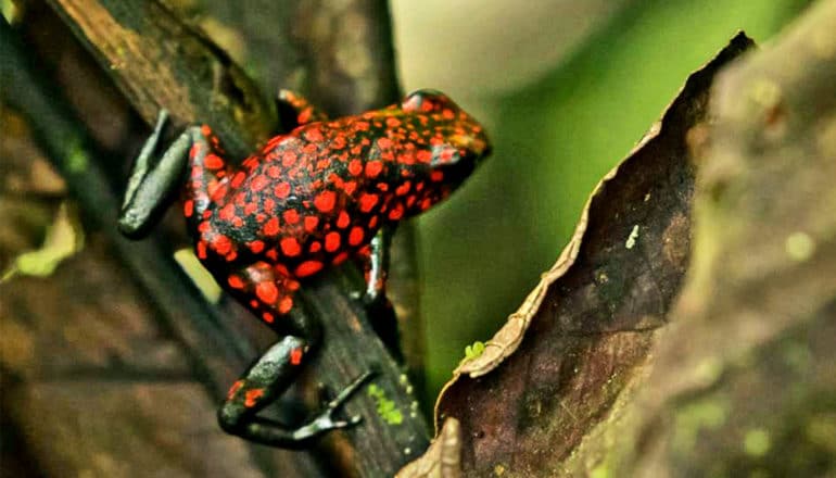The frog has dark green skin with bright red dots all over its back. It stands on a branch next to a large dark brown/green leaf